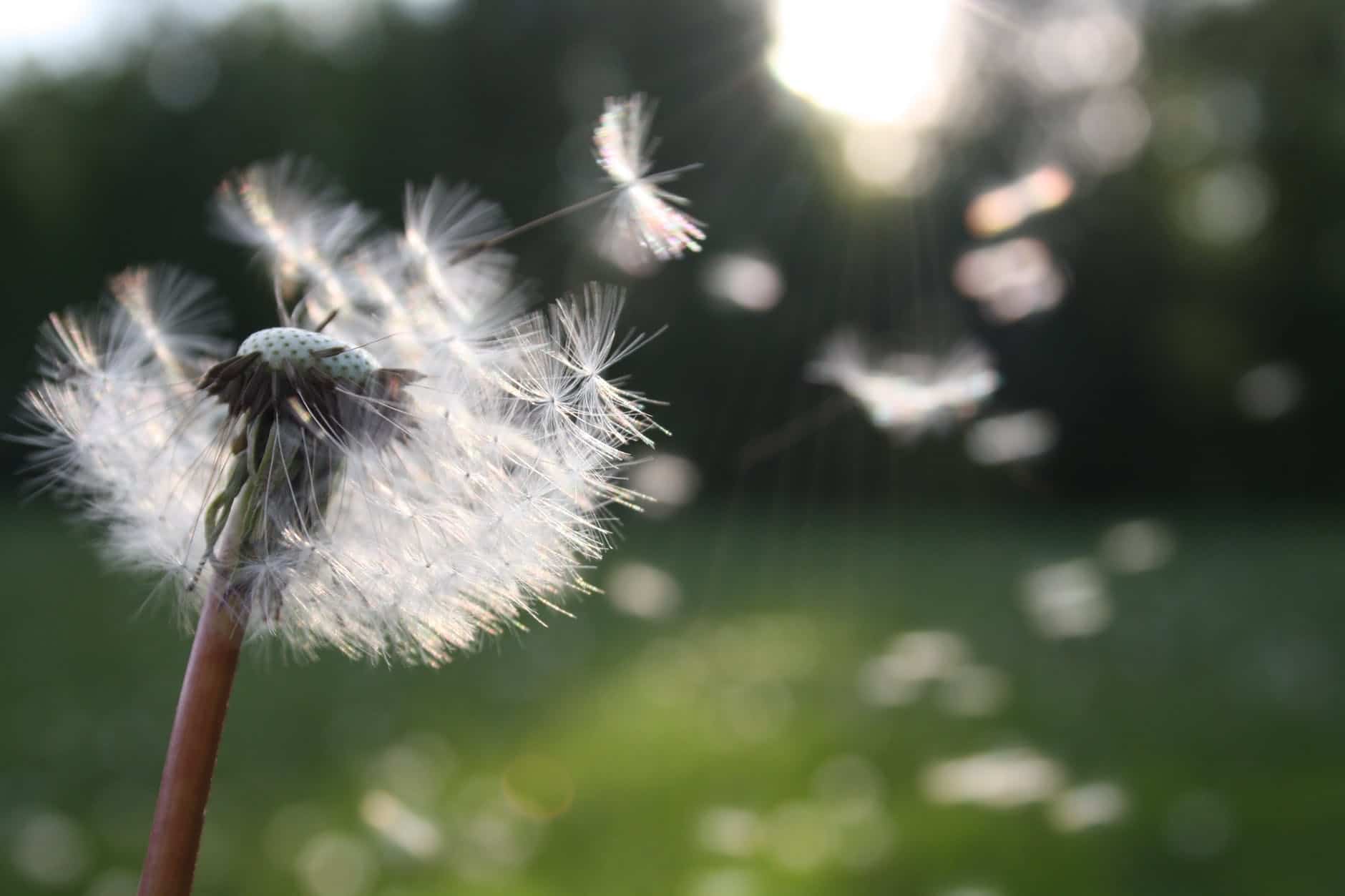 A dandelion with seeds.