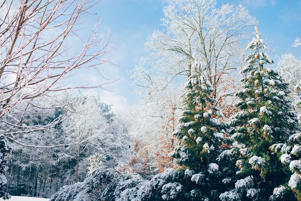 Pine trees and other trees covered in snow in the winter.